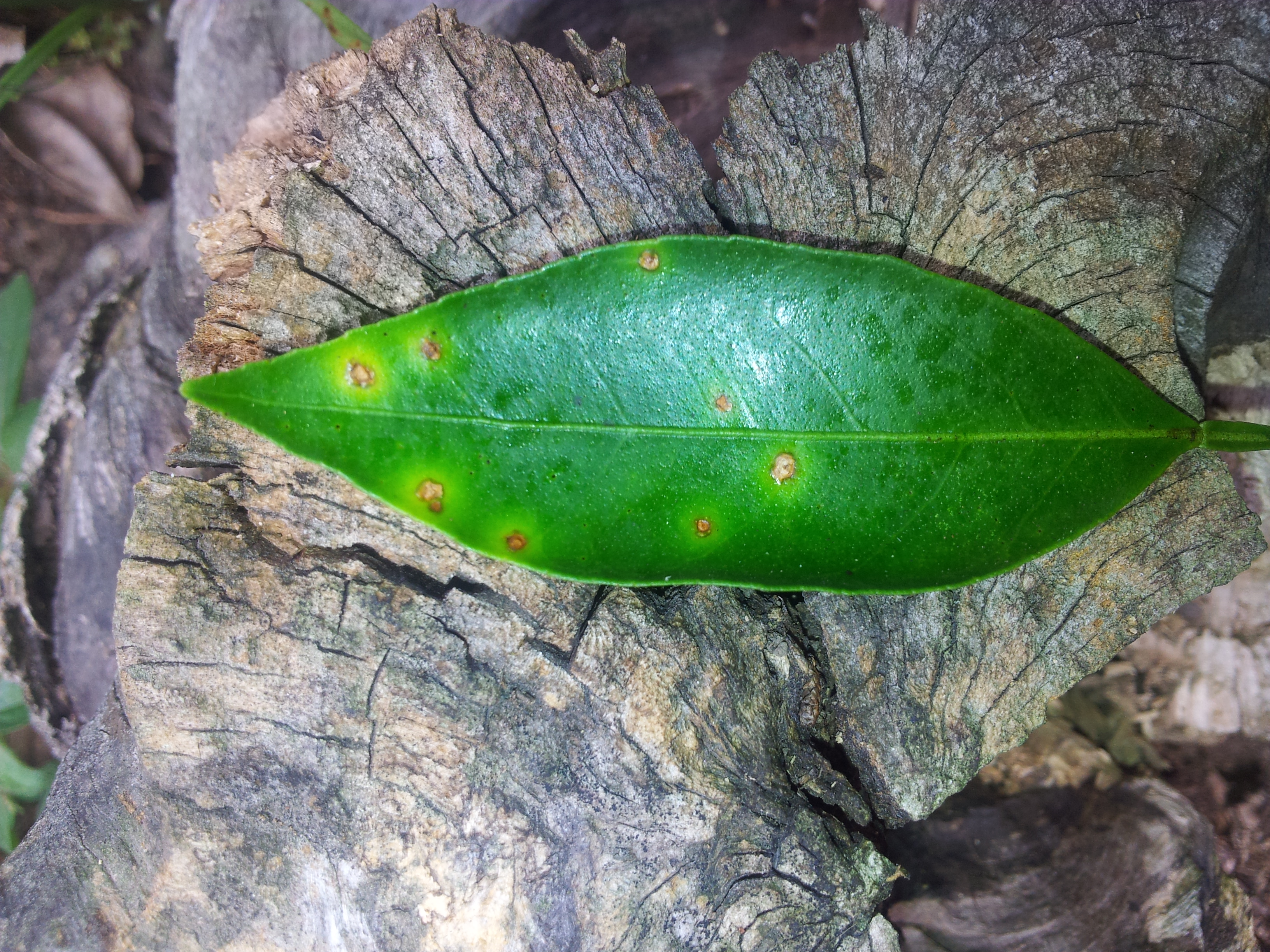 감귤 잎이 이상해서요